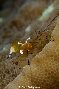 Commensal shrimp
 by Iyad Suleyman 